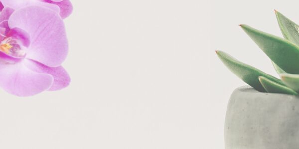 Plantes et Orchidées