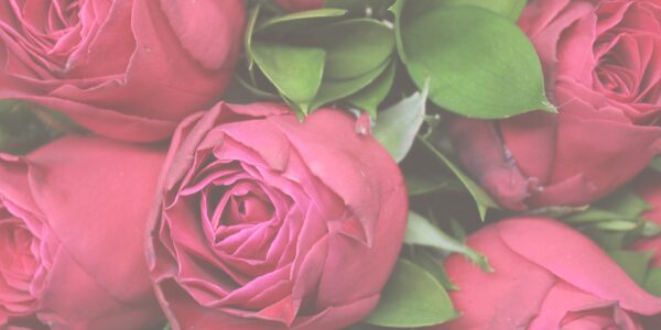 Amour