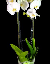 Orchidée