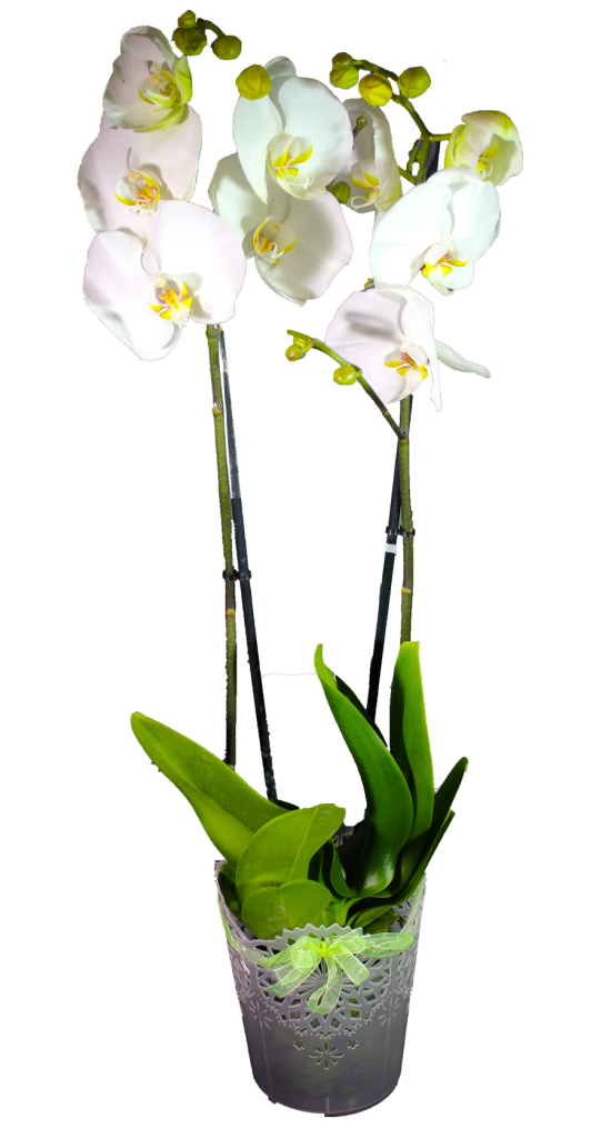 Orchidée