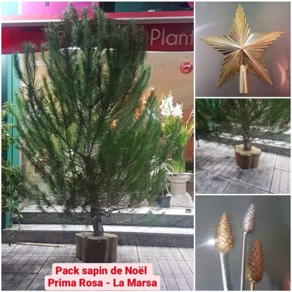 Sapin Naturel