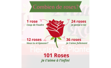 large-1-rose-3