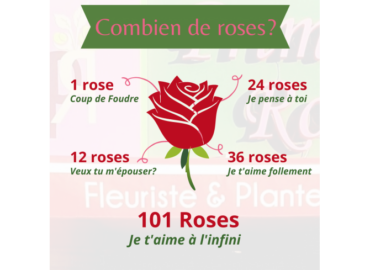 large-1-rose-3