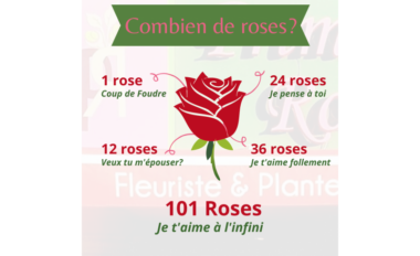 large-1-rose-3