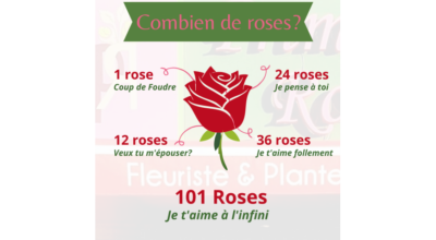 large-1-rose-3